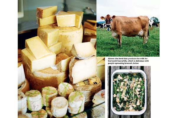 Gorwydd Caerphilly and Purple sprouting broccoli recipe the Lady May 2022