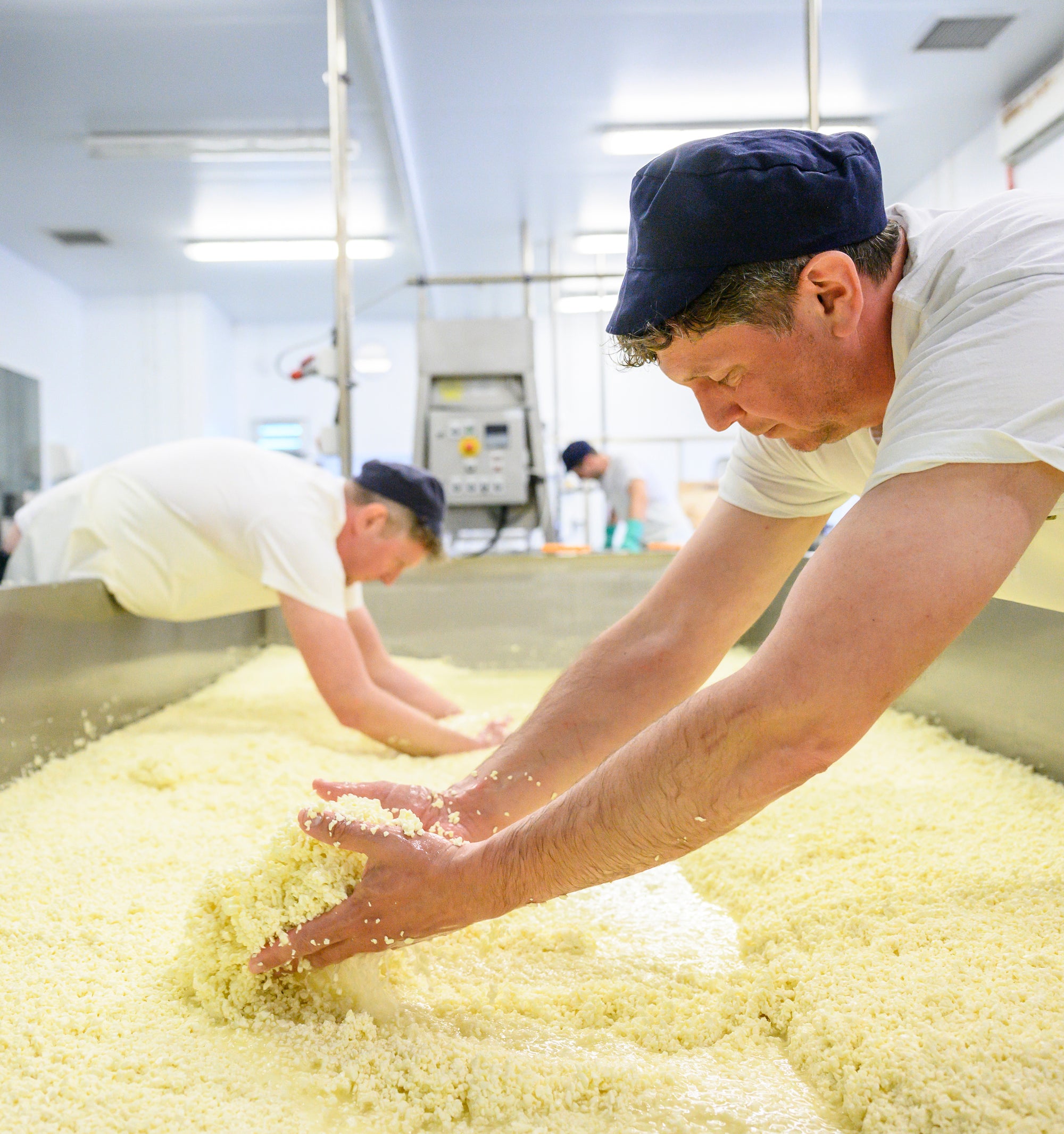 Curds and whey draining, handmade cheese makers. The Trethowan Brothers.